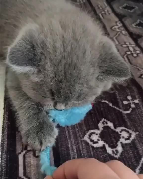 Watch this cat🐱 how she likes her game Hahaha