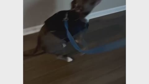 Doggy style