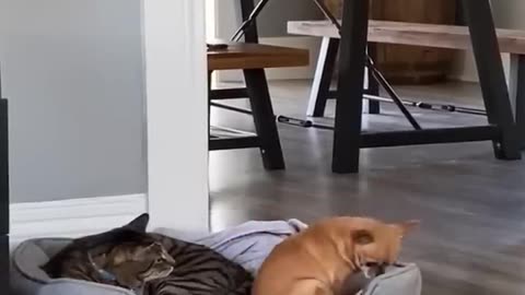 Funny dog and cat