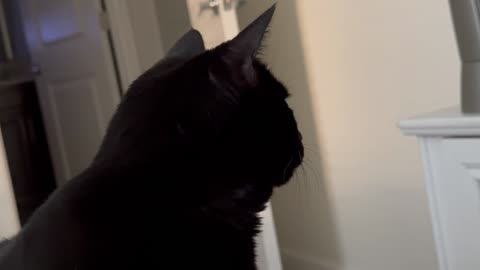 Adopting a Cat from a Shelter Vlog - Cute Precious Piper Plays Hard to Get