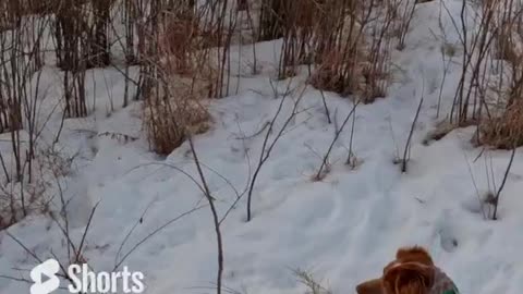 Colorado Pheasant Hunt...this bird is a runner