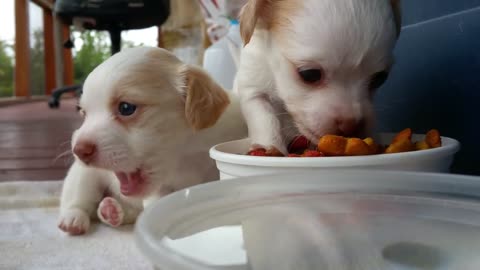 Cutest puppies in the world