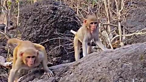 see monkey expression 😂😂😱