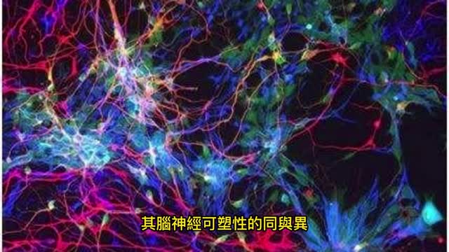 音樂訓練 改變大腦
