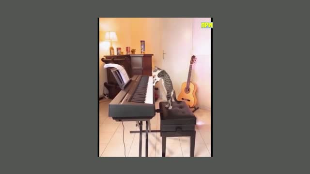 cat musician