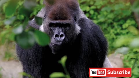 funny animal video do watched