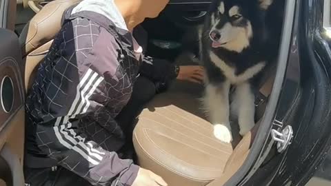 Very Smart Husky