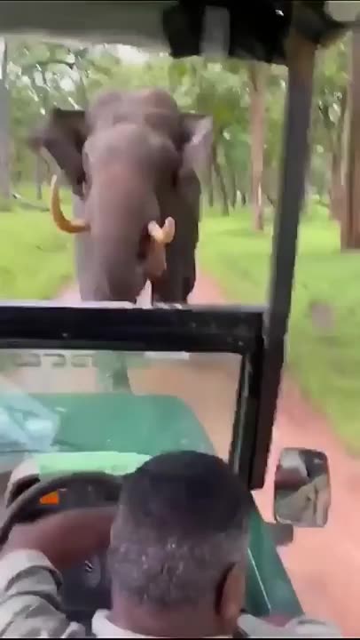 Driving away in reverse from a charging elephant! #elephantattack #drivingskills #drivingskill