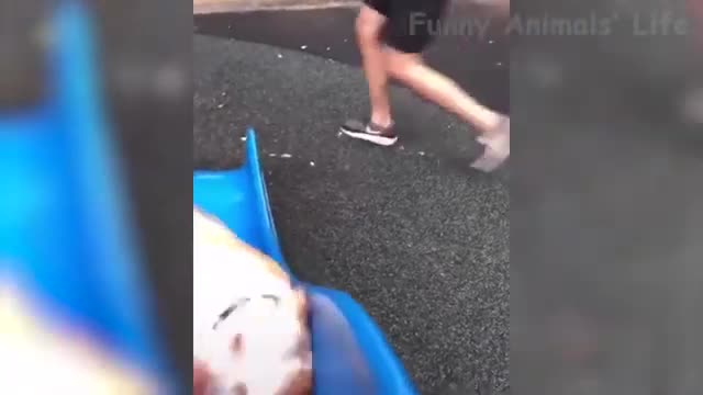 Funny Animal Videos #2