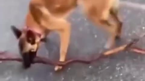 Funniest Cat And Dogs 😂 Funny Animal Videos 2022 #2