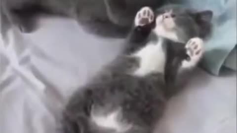 Funny compilation | Animals