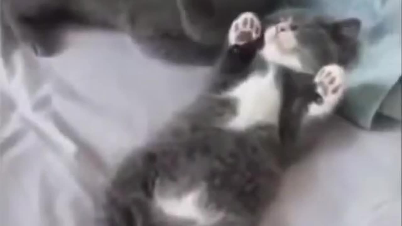 Funny compilation | Animals