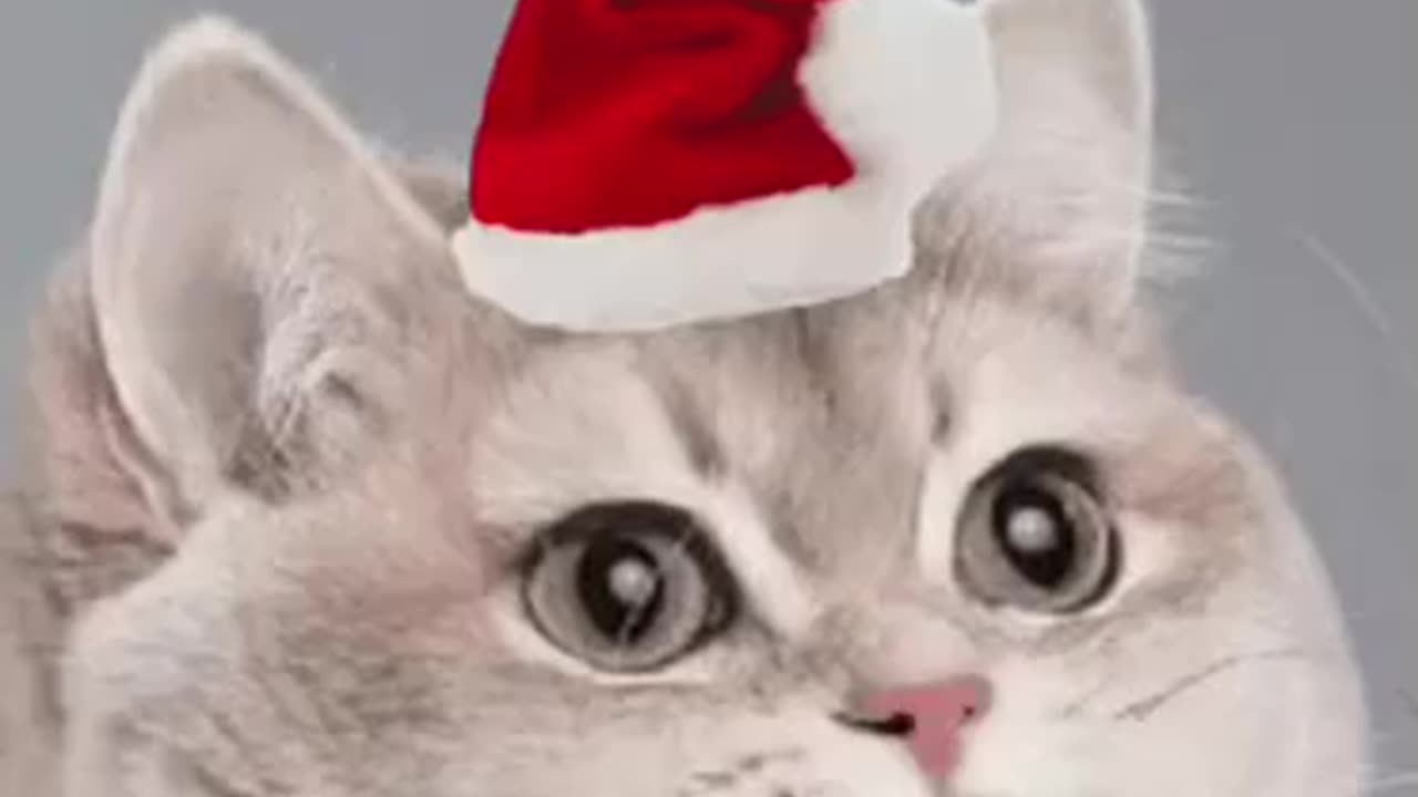 Cute Cat Gif