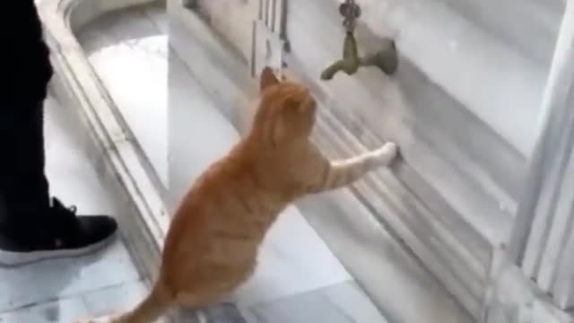 Funny dog video #Short #puppy #firstshortvideo