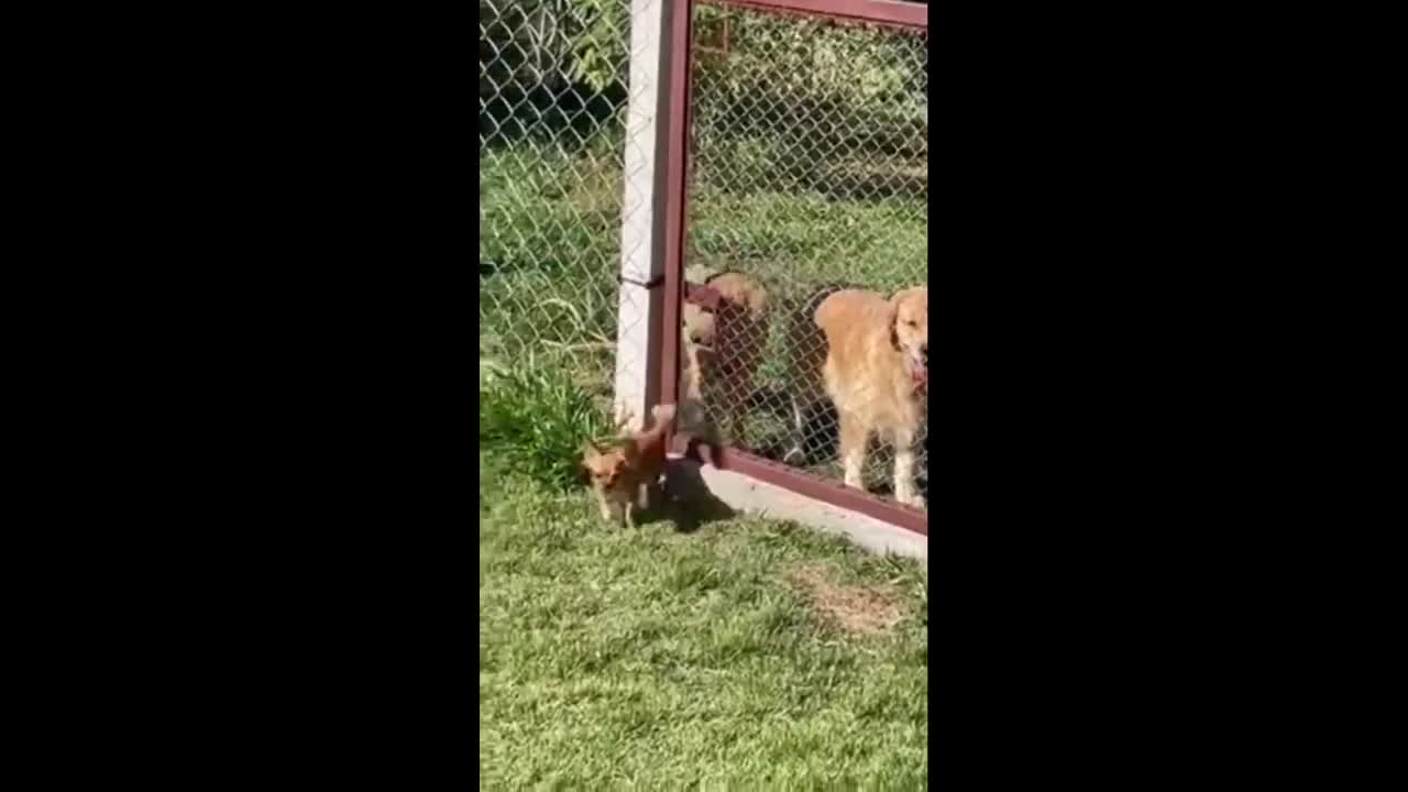 Chihuahua leaves big dogs speeciless after escaping through gate