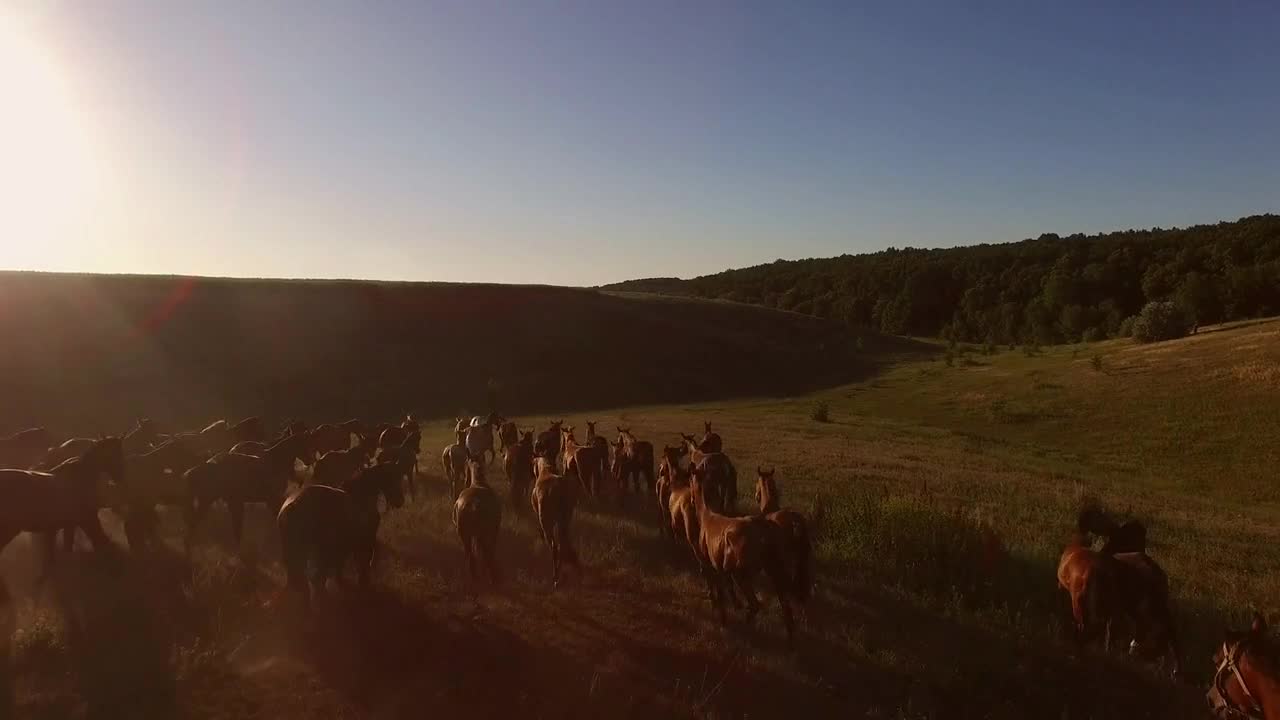 Horses running on the meadow. Aerial view of hoofed animals. We are might and power