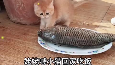 小猫：这鱼别把我吃了！