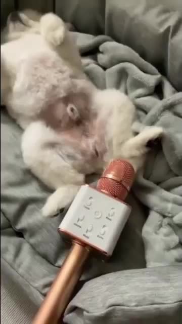 I'm Trying To Sleep WT....