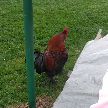 Sapphire rooster 🐓🧡🤍