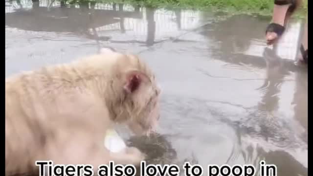 Is he afraid to swim? He's holding on to a ball