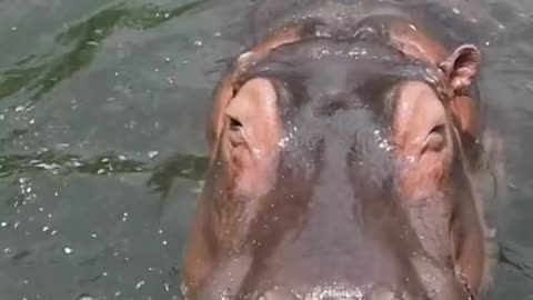 Big mouth hippo