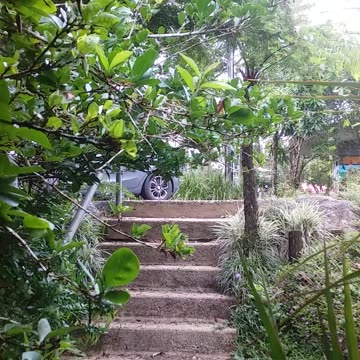 1.2.2024 Out of Control, Kuranda