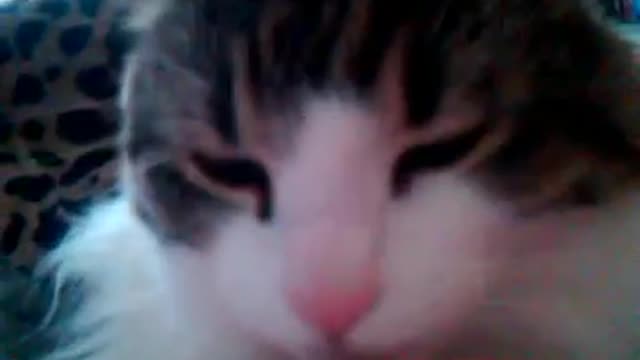 Missie Kisses