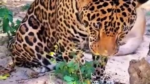 Jaguar eating an Egg ! Funny