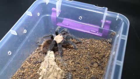 Beginners Tarantula Feeding Video