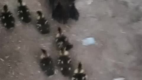 Duck 🦆 running with children 🤣