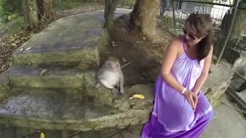 Primate Fails | Funny Animals Fails Caught On Camera