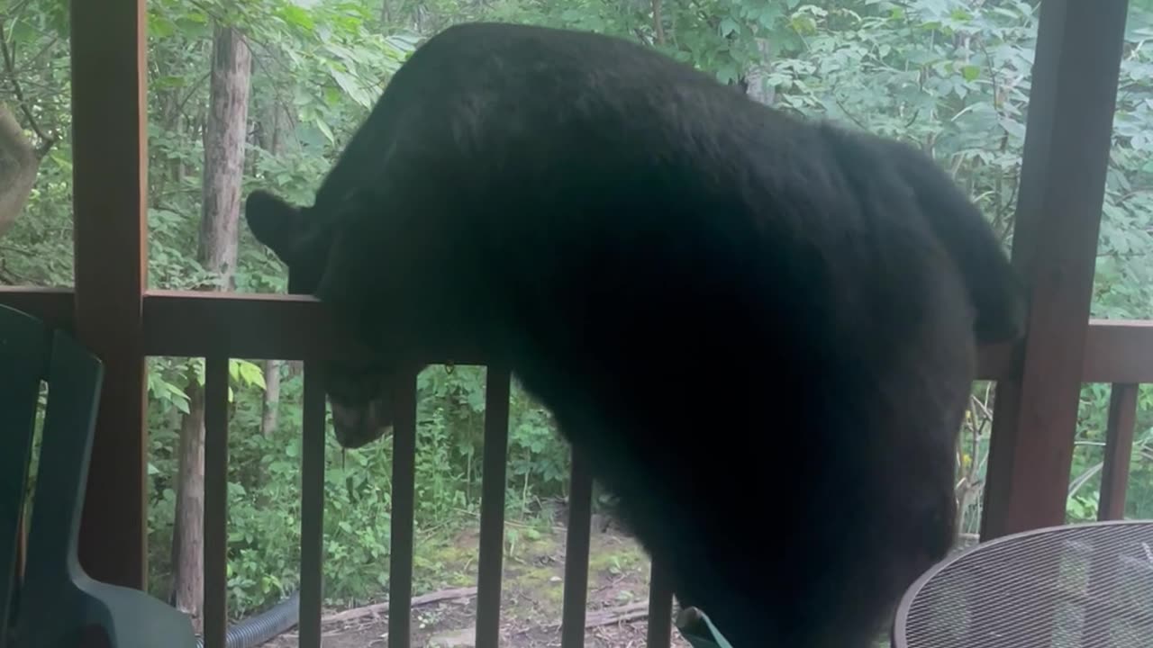 Bear Investigates Cabin Bird Feeder