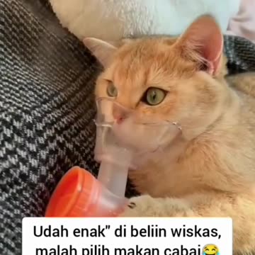 Orange Cat gets sick from eating Chilies