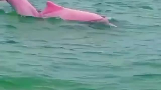 World Book "The Sea is Quiet due to the Pandemic, Rare Pink Dolphins Appear Again"