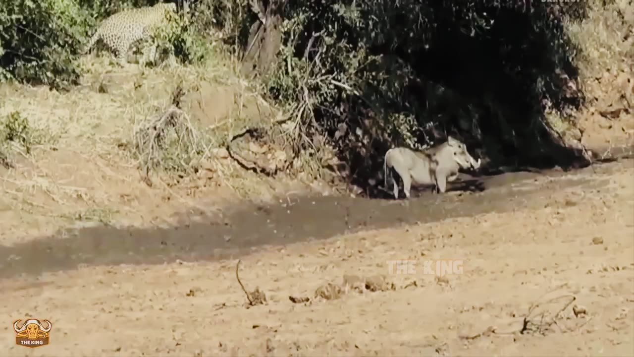 The Intelligence Of The Mother Warthog Made The Leopard's Plan To Rob The Piglets Fail