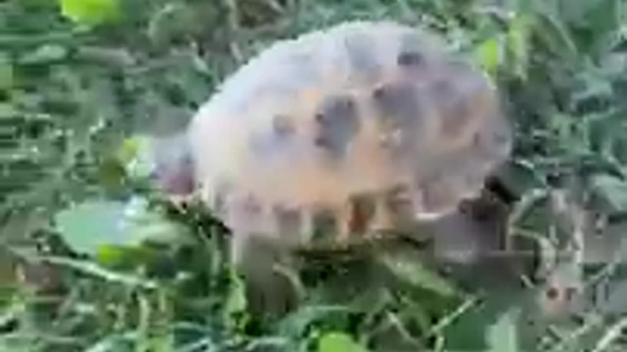 Russian Tortoise walking around#shorts