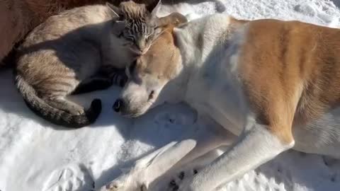 Dogs sleep 🐪 and Camel