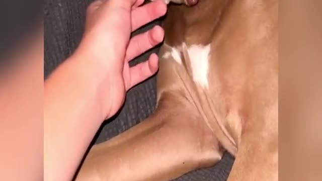 The dog fell asleep at the party first