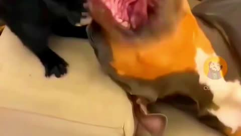 Animal Very Funny 😂 Video