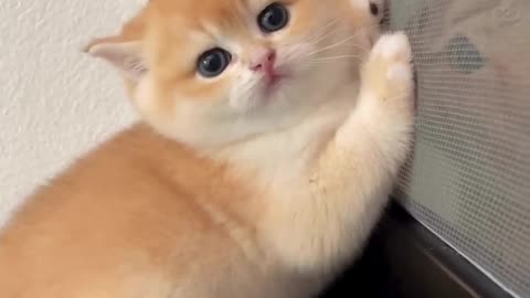 Cute cats