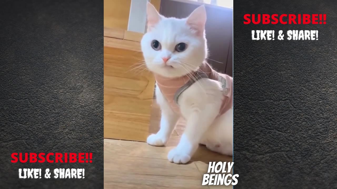 How to piss off cats LMAO Angry Cats _ Cuteness Overdose _ Cute Pets and Funny animals Compilation