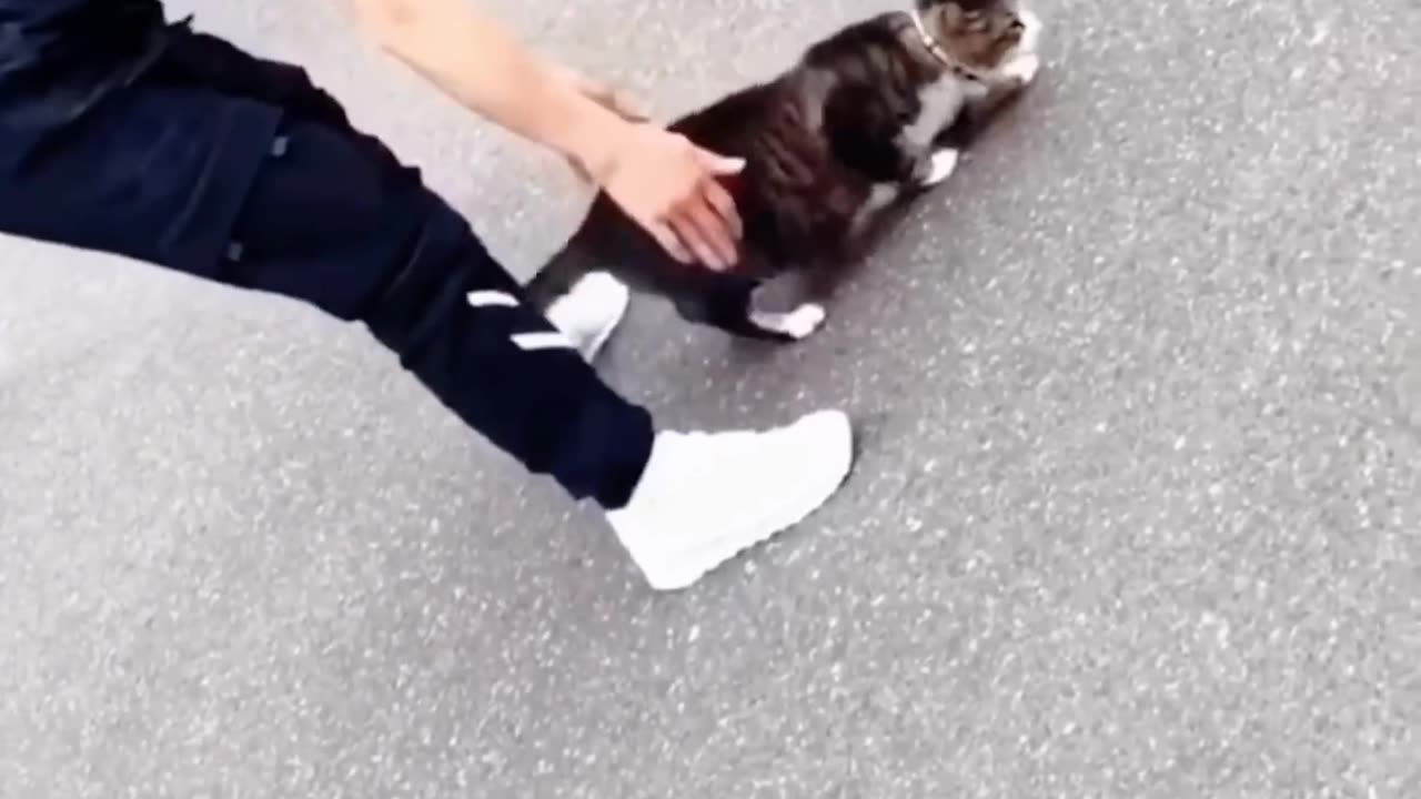 Funny cat moment hehehe 🐱🐱