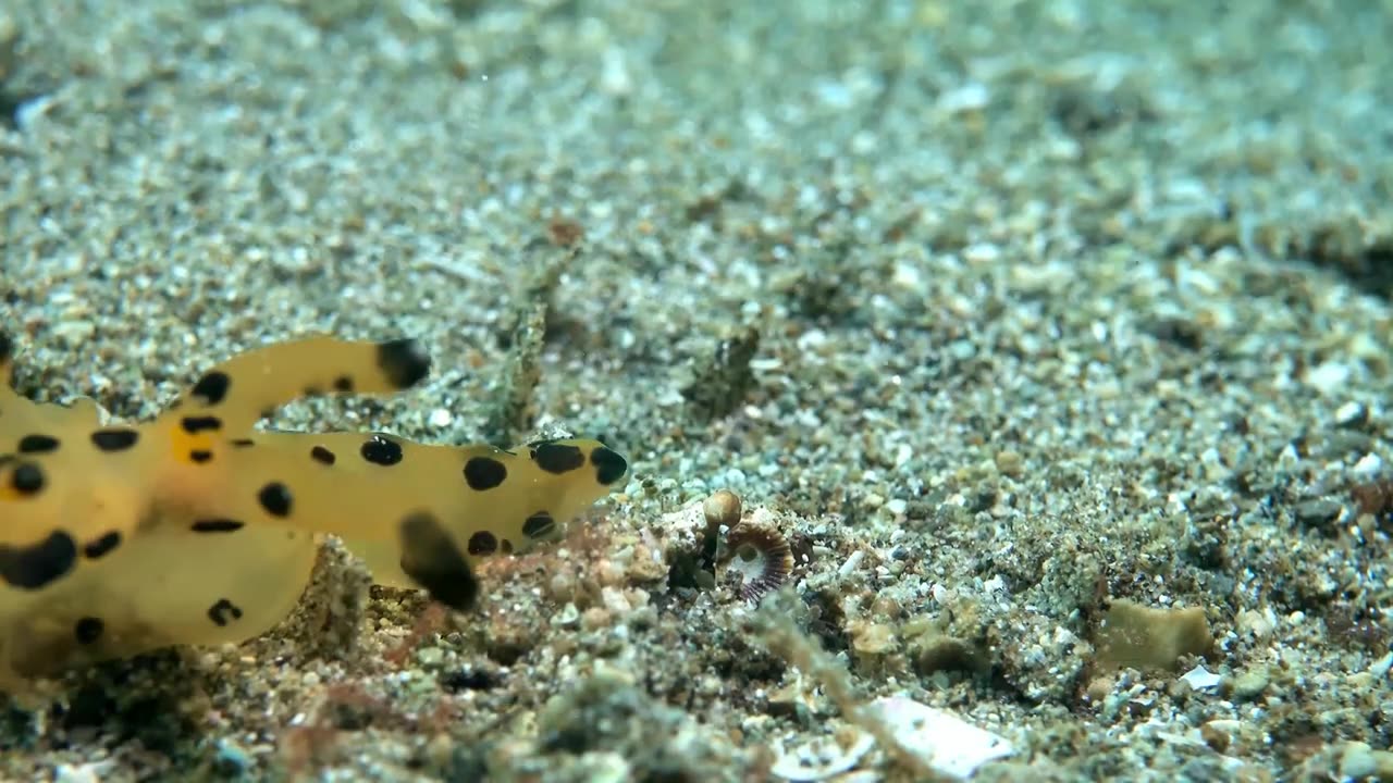 UNBELIEVABLE CREATURES DEEP INSIDE THE OCEAN | NATURE'S 4K | VIDEO