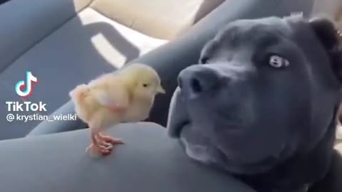 Very funny and comedy video in puppy