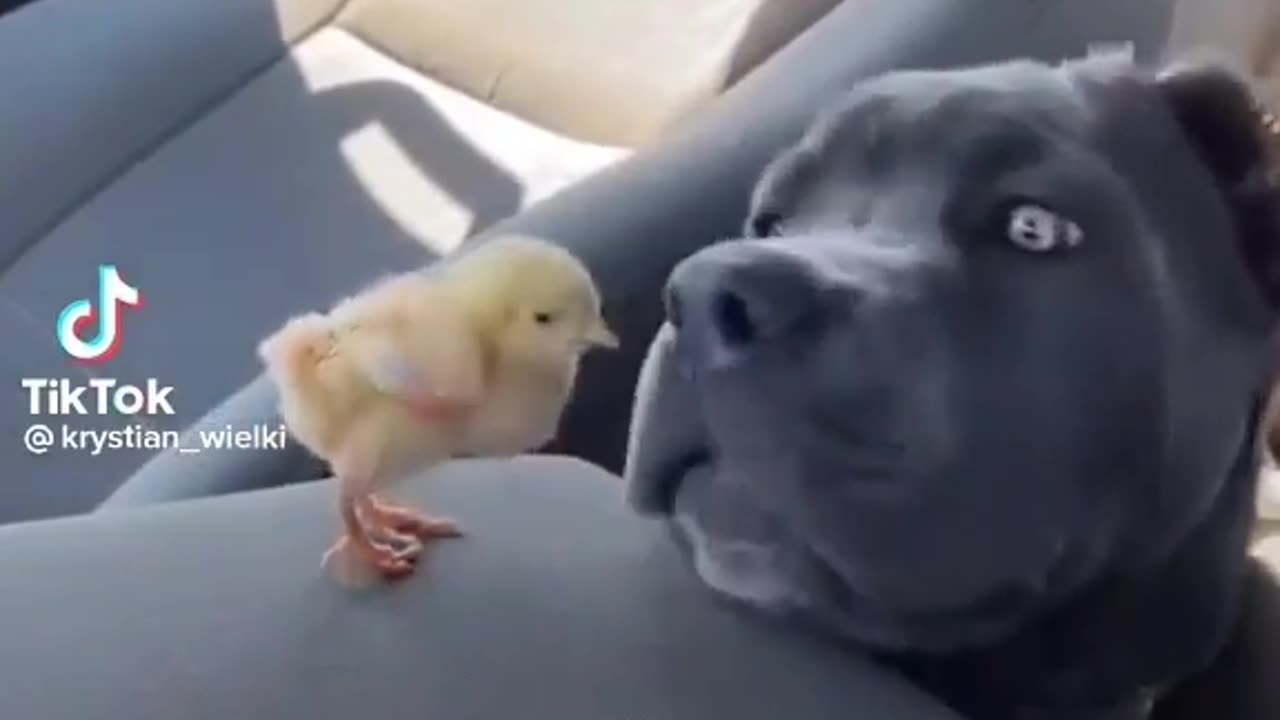 Very funny and comedy video in puppy