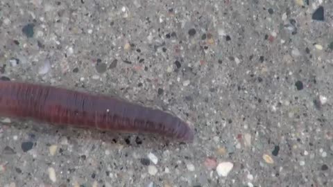 Earthworm (Lumbricus) Locomotion_Cut