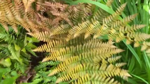 Colorful autumn fern for colder gardens