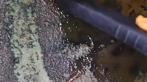 How A Moldy Car Is Cleaned