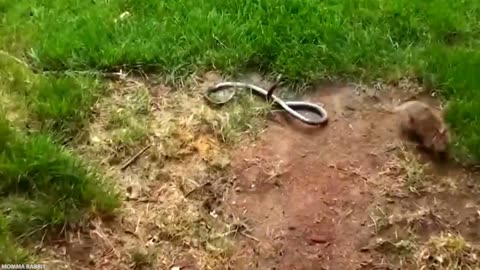 Rabbit with snack fight