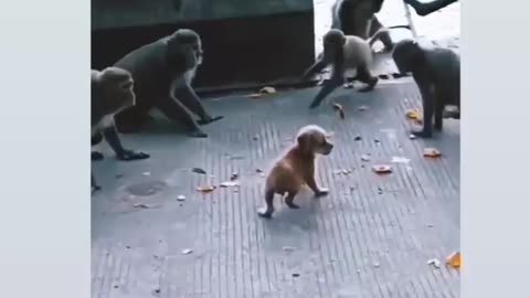 Monkey and dog comedy